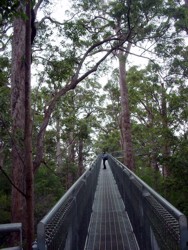Tree Top Walk, Walpole
