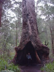 Valley of the Giants, Walpole